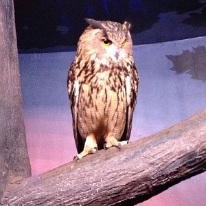 Aug. 2012-Eurasian Eagle Owl