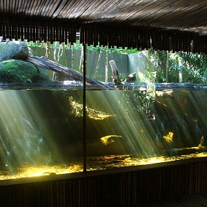 Asian Small Clawed Otter exhibit