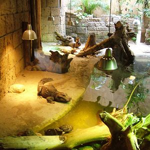 Crocodile Exhibit at Amersfoort, 01/06/12