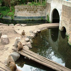 Baboon/Sheep Exhibit at Amersfoort, 01/06/12