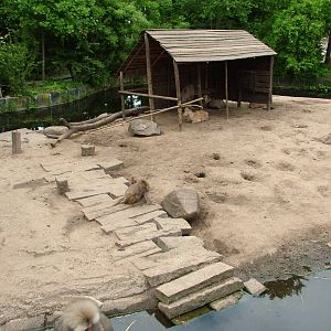 Baboon/Sheep Exhibit at Amersfoort, 01/06/12