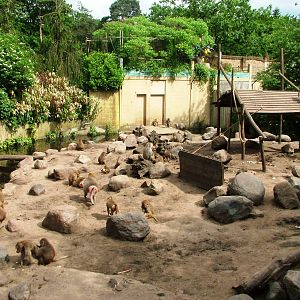 Baboon/Sheep Exhibit at Amersfoort, 01/06/12