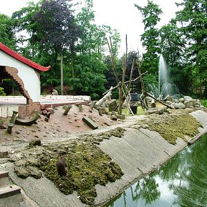 Macaque Exhibit at Amersfoort, 01/06/12