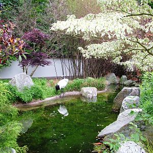 Crane Exhibit at Amersfoort, 01/06/12