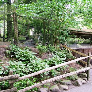 Lynx Viewing at Amersfoort, 01/06/12