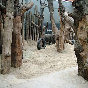 Elephant House at Amersfoort, 01/06/12