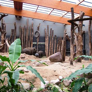 Elephant House at Amersfoort, 01/06/12