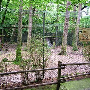 Cheetah Exhibit at Amersfoort, 01/06/12