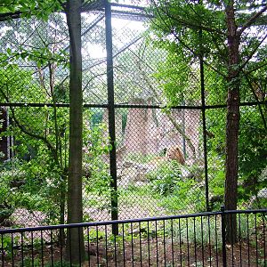 African Lion Exhibit at Amersfoort, 01/06/12