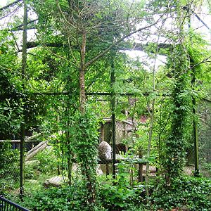 Persian Leopard Exhibit at Amersfoort, 01/06/12