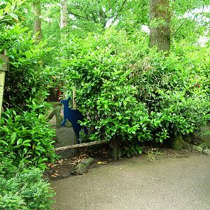 Wallaby Viewing at Amersfoort, 01/06/12