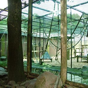 Chimp Exhibit at Amersfoort, 01/06/12