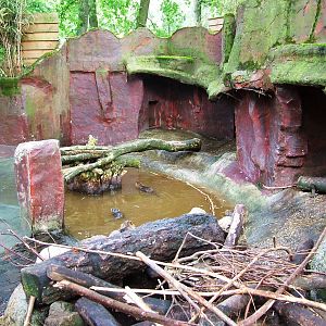 Coypu Exhibit at Amersfoort, 01/06/12