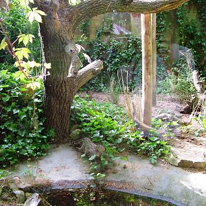 Small Cat Exhibit at Amersfoort, 01/06/12