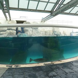 Harbour Seal Exhibit
