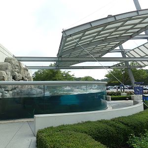 Harbour Seal Exhibit
