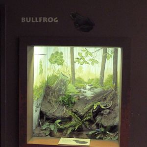 Bullfrog Exhibit