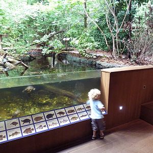 Upland River - Turtle Pool