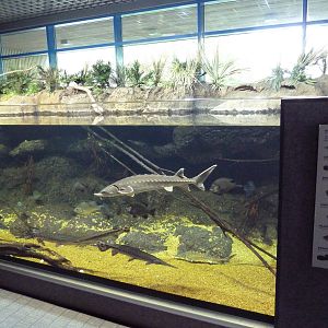 Coastal River - Sturgeon Pool