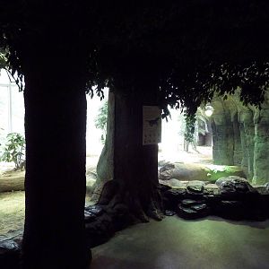 Restless Planet - Komodo Dragon Exhibit
