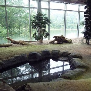 Restless Planet - Komodo Dragon Exhibit