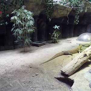 Restless Planet - Komodo Dragon Exhibit