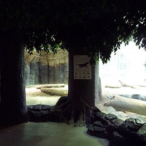 Restless Planet - Komodo Dragon Exhibit