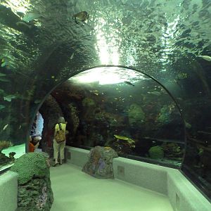 Red Sea Walk-Through Tunnel Exhibit
