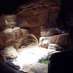 Restless Planet - Egyptian Cobra Exhibit