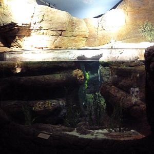 Restless Planet - Common Cuttlefish Exhibit