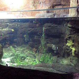 Restless Planet - Fish Tank