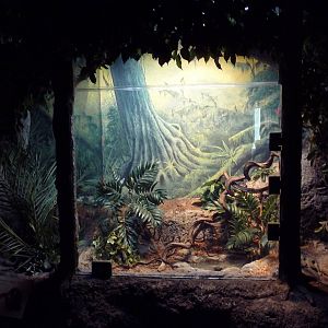 Restless Planet - Macklott's Water Python Exhibit