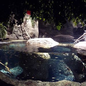 Restless Planet - Malaysian Giant Pond Turtle/Painted Terrapin Exhibit