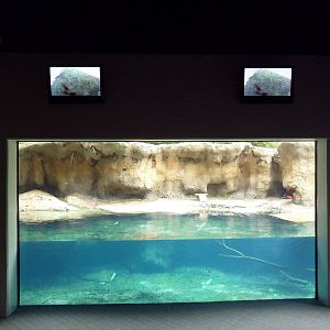 Marsh Pavilion - River Otter Exhibit