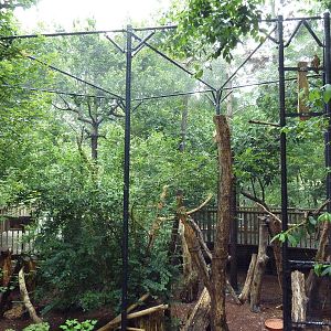 Half-Acre Walk-Through Aviary - Pileated Woodpecker Exhibit