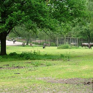 Black-bearded Brindled Gnu at Beekse Bergen, 31/05/12