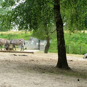 Grant's Zebra at Beekse Bergen, 31/05/12