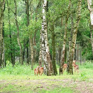 Impala at Beekse Bergen, 31/05/12