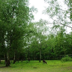Ellipsen Waterbuck at Beekse Bergen, 31/05/12