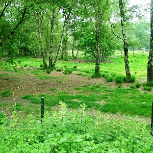 African Wild Dog Exhibit at Beekse Bergen, 31/05/12