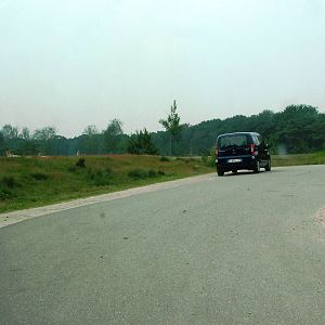 Cheetah Viewing at Beekse Bergen, 31/05/12