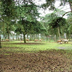 Eurasian Paddock at Beekse Bergen, 31/05/12