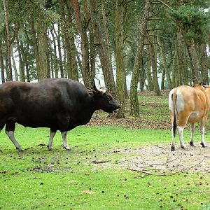 Banteng at Beekse Bergen, 31/05/12
