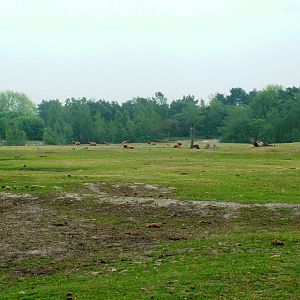 Steppe Paddock at Beekse Bergen, 31/05/12