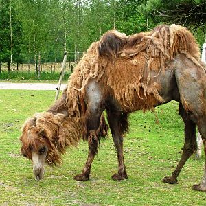 Domestic Bactrian Camel at Beekse Bergen, 31/05/12