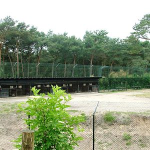 Lion Housing at Beekse Bergen, 31/05/12