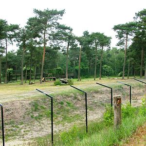 Lion Paddock at Beekse Bergen, 31/05/12