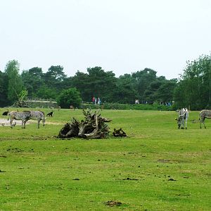 Grevy's Zebras/Sable Antelope at Beekse Bergen, 31/05/12