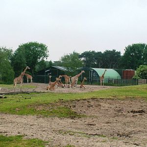 Rothschild's Giraffes at Beekse Bergen, 31/05/12