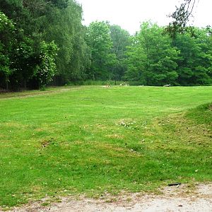 Red Kangaroo Paddock at Beekse Bergen, 31/05/12